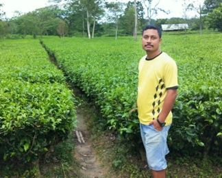 IMPROVED TEA FARMING SKILLS