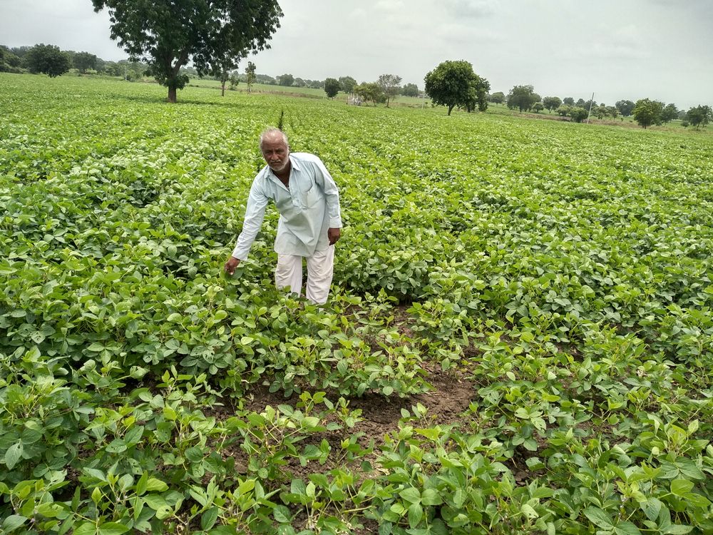 man at the spyabean kharif cropfield